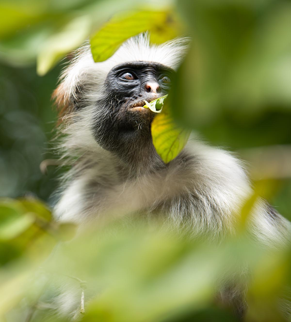 Ultimate Guide to Udzungwa Mountains National Park 2024-2025